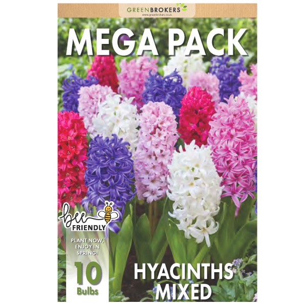 Big Buy Value Pack Hyacinth Bulbs-Mixed Colour (10 Bulbs) Bee Friendly 