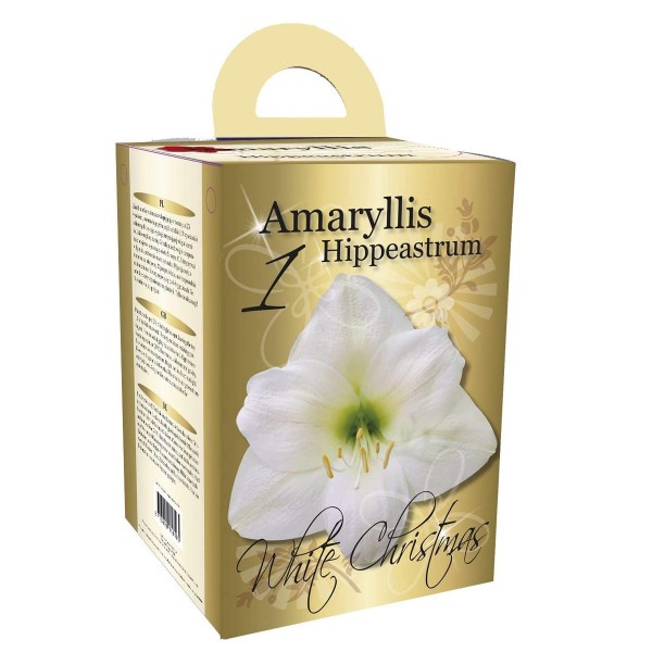 Flowering White Amaryllis Gift Box includes Potting Compost OUT OF STOCK