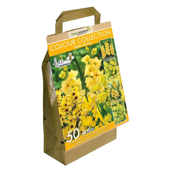 Yellow Colour Collection Summer Flowering Bulbs (50 Bulbs) - GB1310