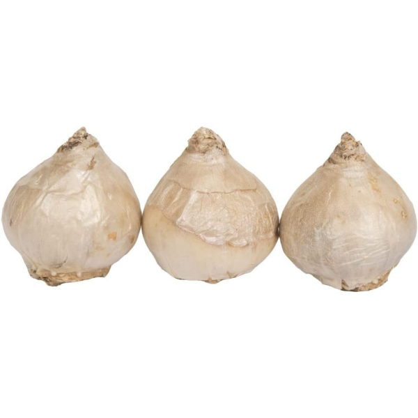 GreenBrokers Hyacinth Gift Box – 3 Mixed Bulbs, Pot & Compost, Bee-Friendly B1378