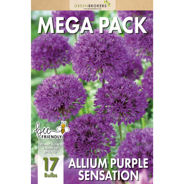 GreenBrokers Big Value Allium Bulb Pack – 17 Purple Sensation Dutch Bulbs B1092