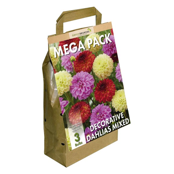 Big Buy Mega Pack Dahlia Decorative Summer Flowering Bulbs Mixed Colours (3 Bulbs) - GB1170