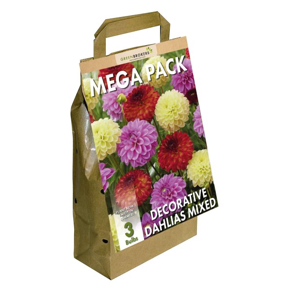 Big Buy Mega Pack Dahlia Decorative Summer Flowering Bulbs Mixed Colours (3 Bulbs)