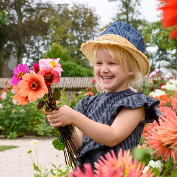 Big Buy Mega Summer Pack Mignon Dahlias Unwin Mixed (3 Bulbs) - GB1172
