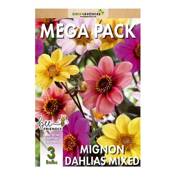 Big Buy Mega Summer Pack Mignon Dahlias Unwin Mixed (3 Bulbs) - GB1172