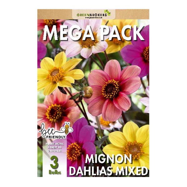 Big Buy Mega Summer Pack Mignon Dahlias Unwin Mixed (3 Bulbs)