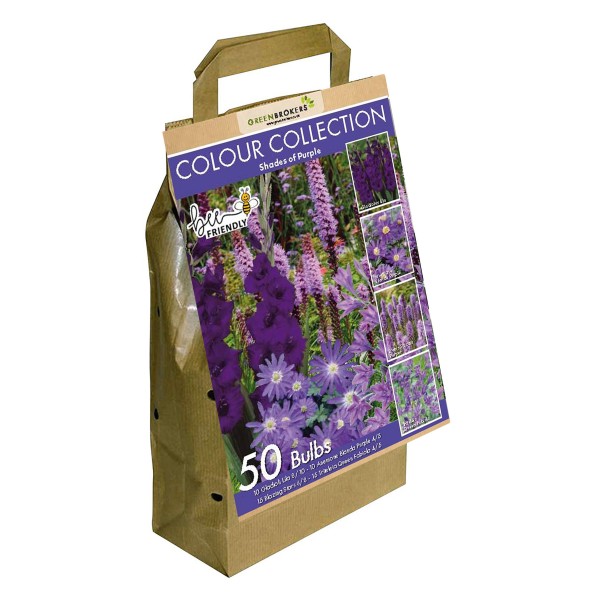 Purple Colour Collection Summer Flowering Bulbs (50 Bulbs)