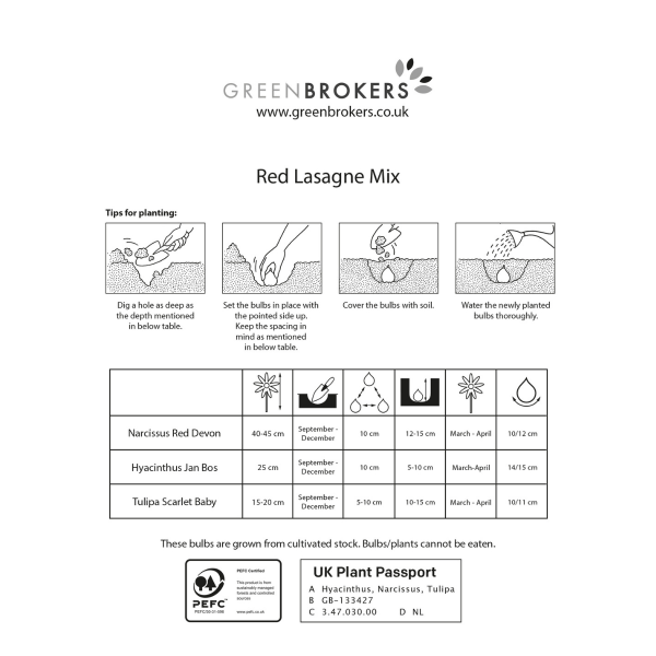 GreenBrokers Red Lasagne Mix – 25 Spring Bulbs, Bee-Friendly B1178