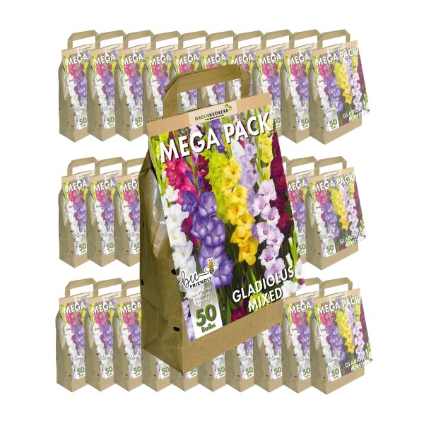 30 Packs Big Buy MEGA Summer Pack Gladioli Mixed Colours (50 Bulbs)