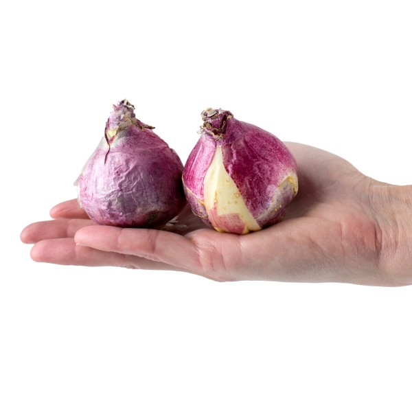 Big Buy Value Pack Hyacinth Bulbs-Mixed Colour (10 Bulbs) Bee Friendly 
