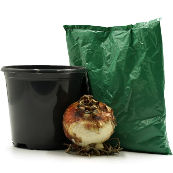 GreenBrokers Red Amaryllis Gift Kit – Bulb, Pot & Compost B1225