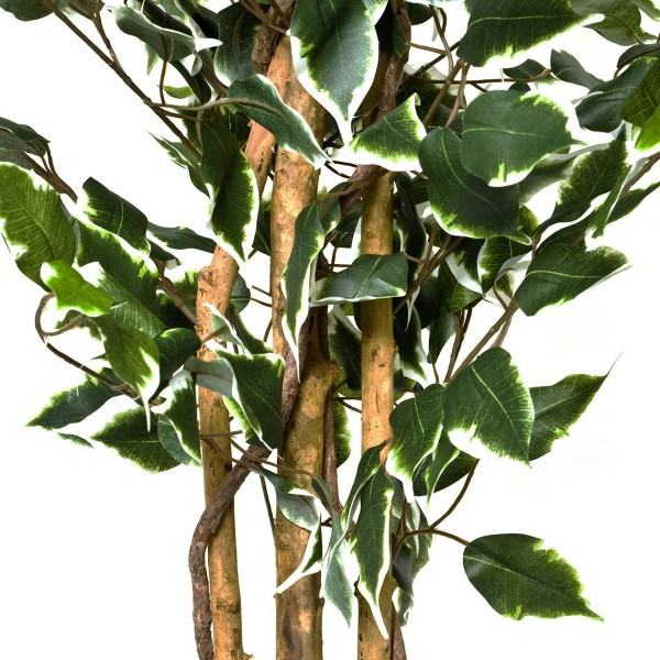 2 x Artificial Variegated Ficus Trees 120cm/4ft - A1155