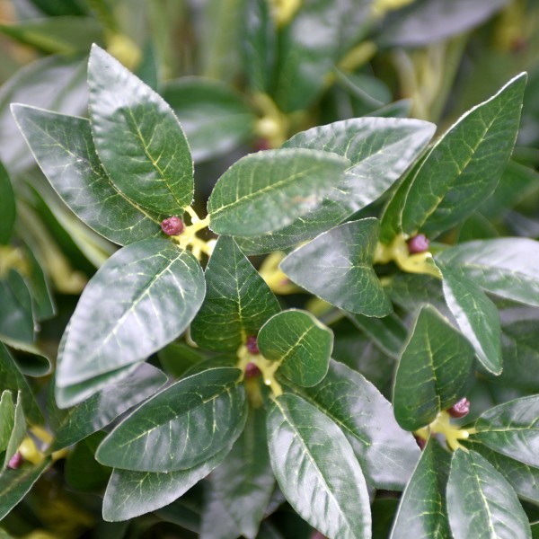 Artificial Bay Tree 120cm