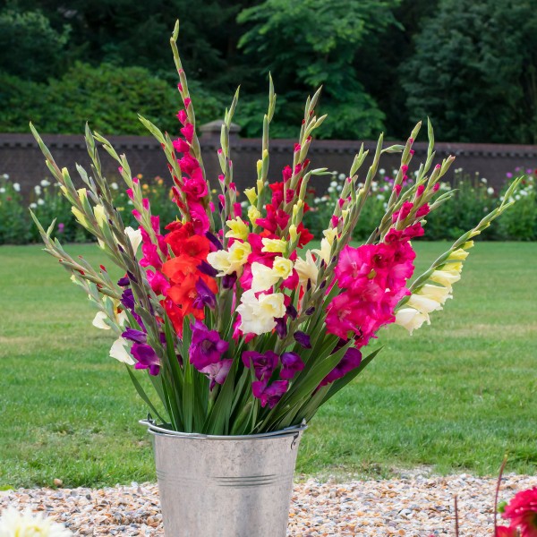 Big Buy MEGA Summer Pack Gladioli Mixed Colours (50 Bulbs) - GB1303