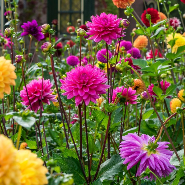 Big Buy Mega Pack Dahlia Decorative Summer Flowering Bulbs Mixed Colours (3 Bulbs) - GB1170