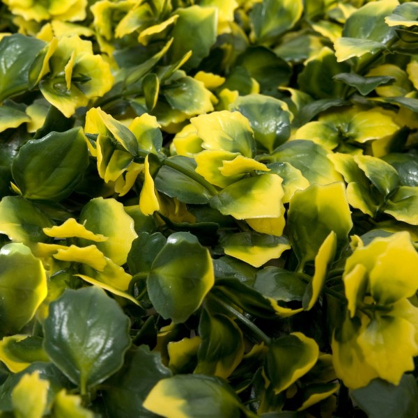 Artificial Green Wall Hedge with Yellow Leaf Foliage Pack of 4 x 50cm/20in - GB1265