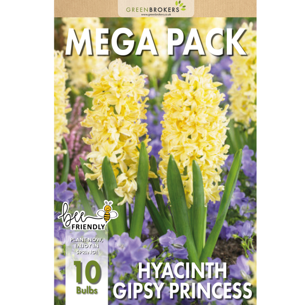 GreenBrokers Yellow Hyacinth Bulbs – Gipsy Princess (10 Pack), Bee-Friendly B1375