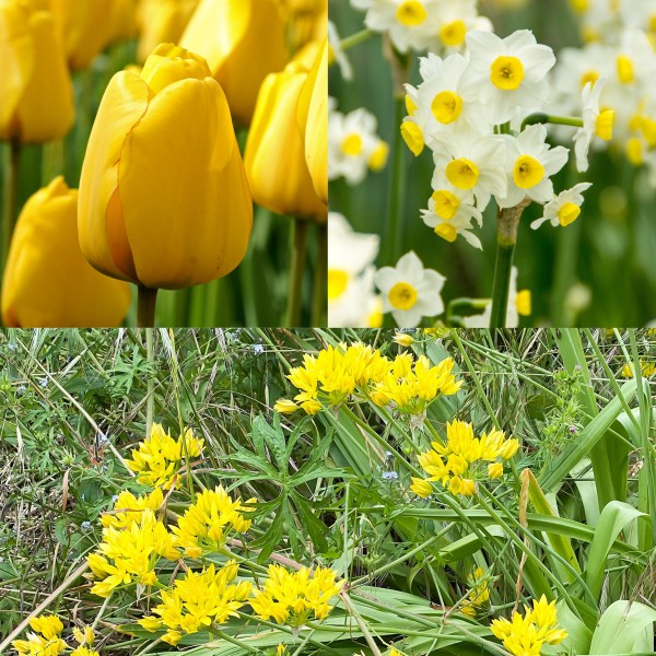 Colour Collection Spring Flower BulbsYellow (50 Bulbs) Bee Friendly
