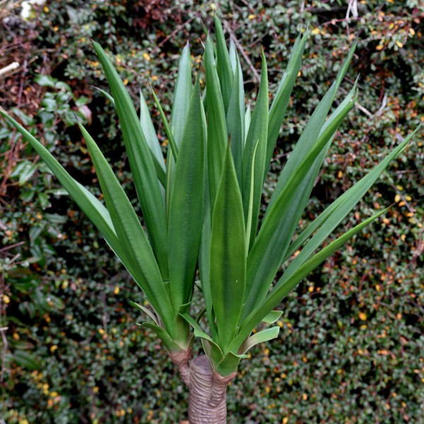Artificial Tropical Plant 140cm