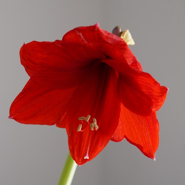 Flowering Red Amaryllis Gift Box includes Potting Compost