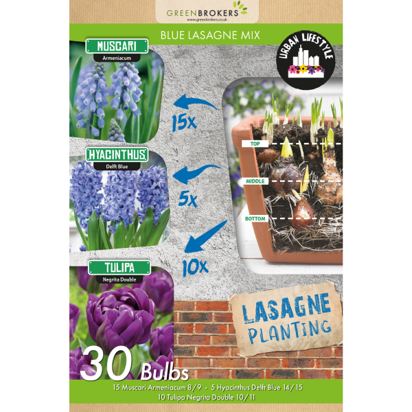 GreenBrokers Blue Lasagne Mix – 30 Spring Flower Bulbs, Bee-Friendly B1200