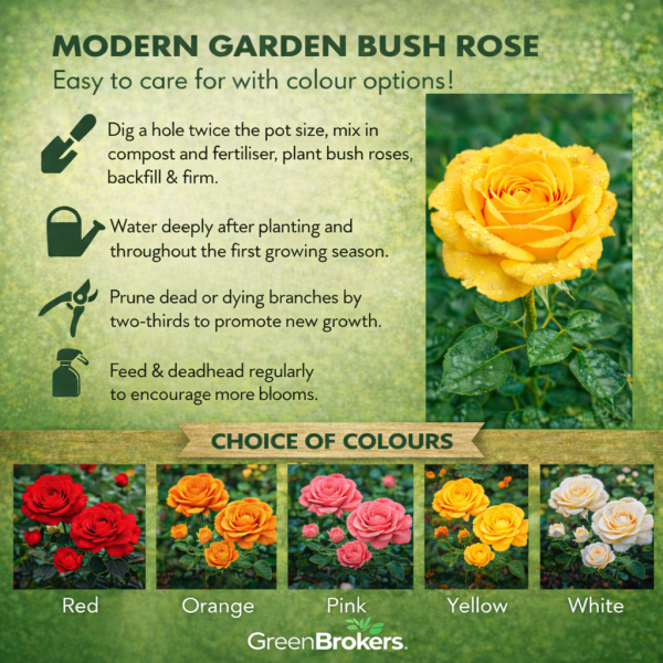 Beautiful Gift Rose - “A Rose for a Wonderful Grandad” - Gift Wrapped - 3L Potted - Five Colour Choices 