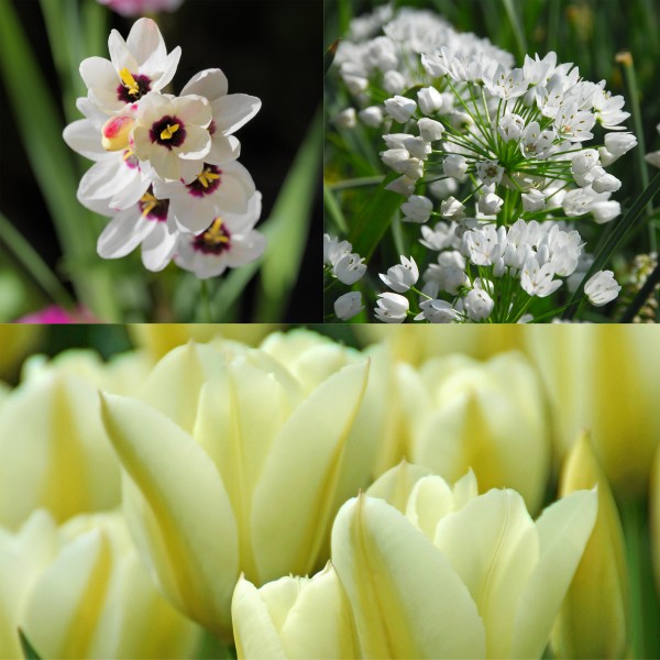 Colour Collection Spring Flower BulbsWhite (50 Bulbs) Bee Friendly