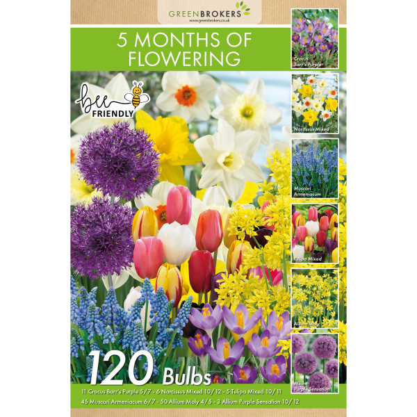 GreenBrokers 5 Month Flowering Bulb Mix – 120 Dutch Bulbs for Spring Gift Bag B1123