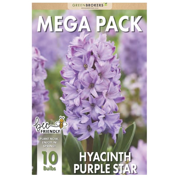 Hyacinth Mega Bag Purple Star (10 bulbs) Bee Friendly