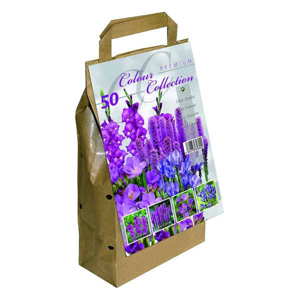 Purple Colour Collection Summer Flowering Bulbs Pack of 50
