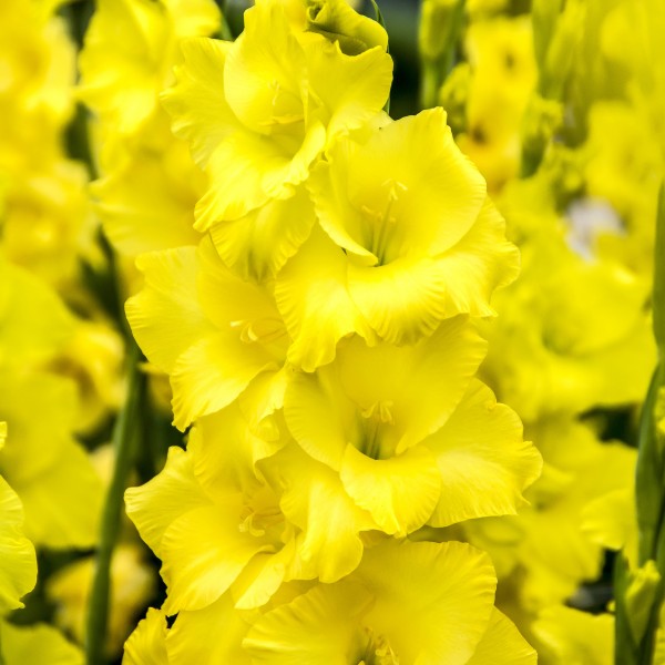 Yellow Colour Collection Summer Flowering Bulbs (50 Bulbs)