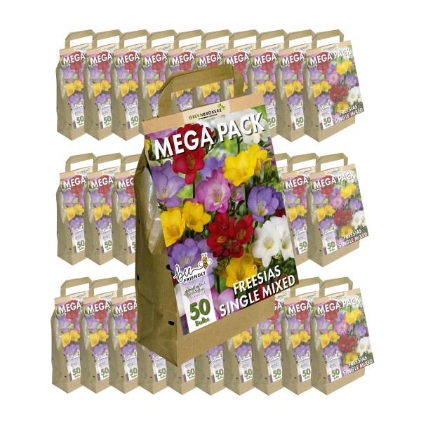 30 Packs Big Buy MEGA Summer Pack Freesia Mixed Colours (50 Bulbs)