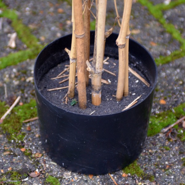 Artificial Bamboo Tree in Pot 140cm
