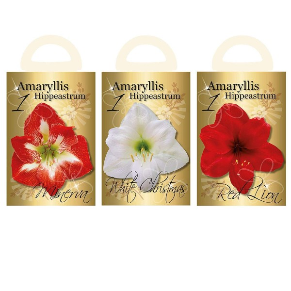 Flowering Red & White Amaryllis Gift Box includes Potting Compost OUT OF STOCK