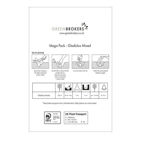 Big Buy MEGA Summer Pack Gladioli Mixed Colours (50 Bulbs) - GB1303