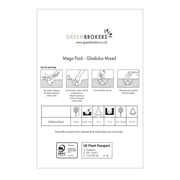 Big Buy MEGA Summer Pack Gladioli Mixed Colours (50 Bulbs)