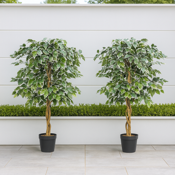 2 x Artificial Variegated Ficus Trees 120cm/4ft - GB1155