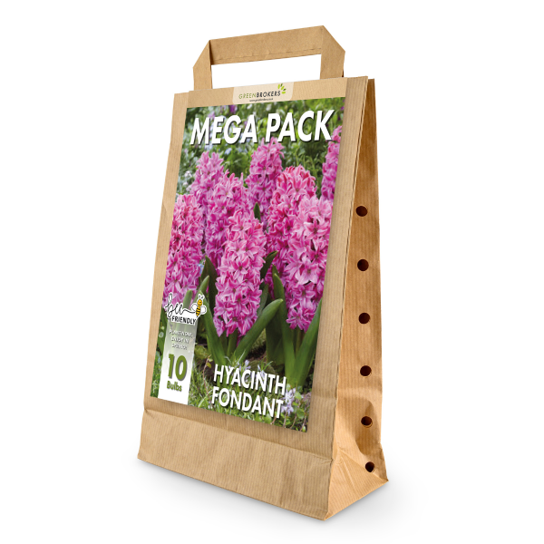 GreenBrokers Fondant Pink Hyacinth Bulbs – 10 Dutch Bulbs, Bee-Friendly Gift Bag B1374