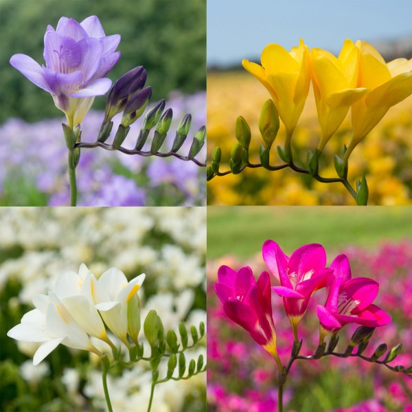 30 Packs Big Buy MEGA Summer Pack Freesia Mixed Colours (50 Bulbs)
