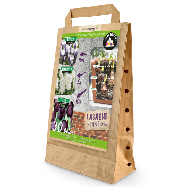 GreenBrokers Black/White Lasagne Mix – 30 Spring Bulbs, Bee-Friendly B1177