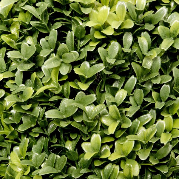Artificial Boxwood Topiary Ball Potted Plant 50cm/20in (Set of 2) - GB1301