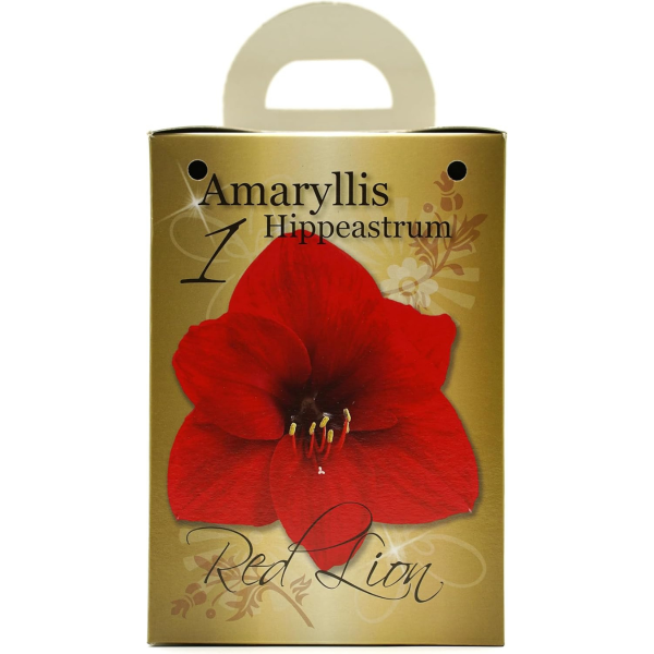 GreenBrokers Red Amaryllis Gift Kit – Bulb, Pot & Compost B1225