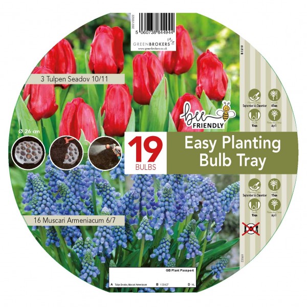 Easy Planting Tray Tulip & Muscari Red & Purple (19 Bulbs) Bee Friendly