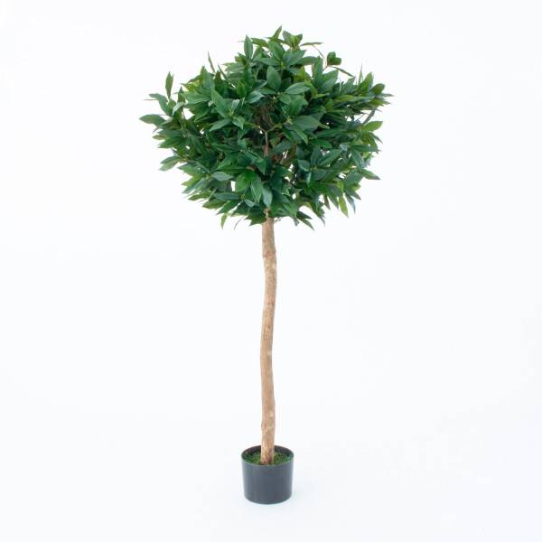 Artificial Bay Tree With Real Wood Trunk, Natural Leaf and Brown Berries 5ft/150 cm - G1058