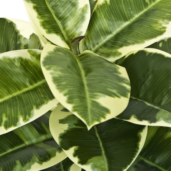 Artificial Real Touch Rubber Plant in Pot 75cm/2ft - GB1131