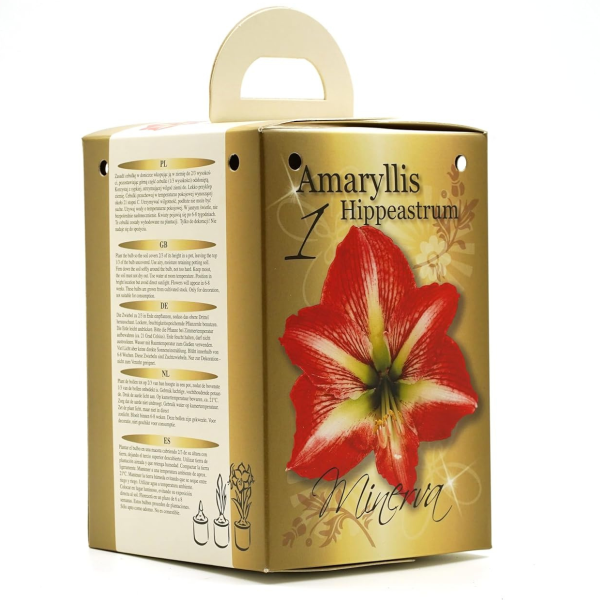 GreenBrokers Red & White Amaryllis Gift Kit – Bulb, Pot & Compost B1223
