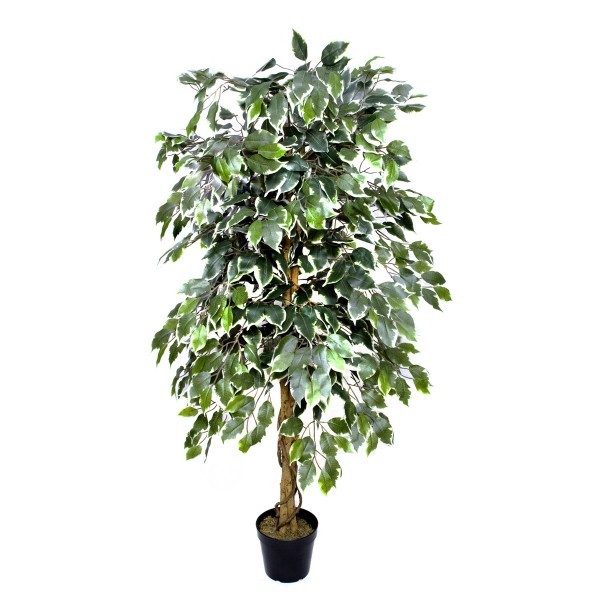 Artificial Variegated Ficus Tree 160cm/5ft - A1271