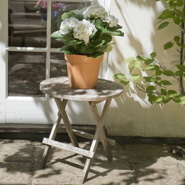 Image of White hydrangea in terracotta pot