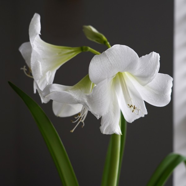 Flowering White Amaryllis Gift Box includes Potting Compost OUT OF STOCK