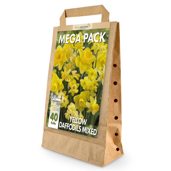 GreenBrokers Big Value Daffodil Bulb Pack – 40 Mixed Premium Dutch Bulbs B1090